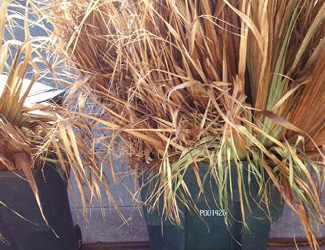 Waste bin filled with plants and overloaded
