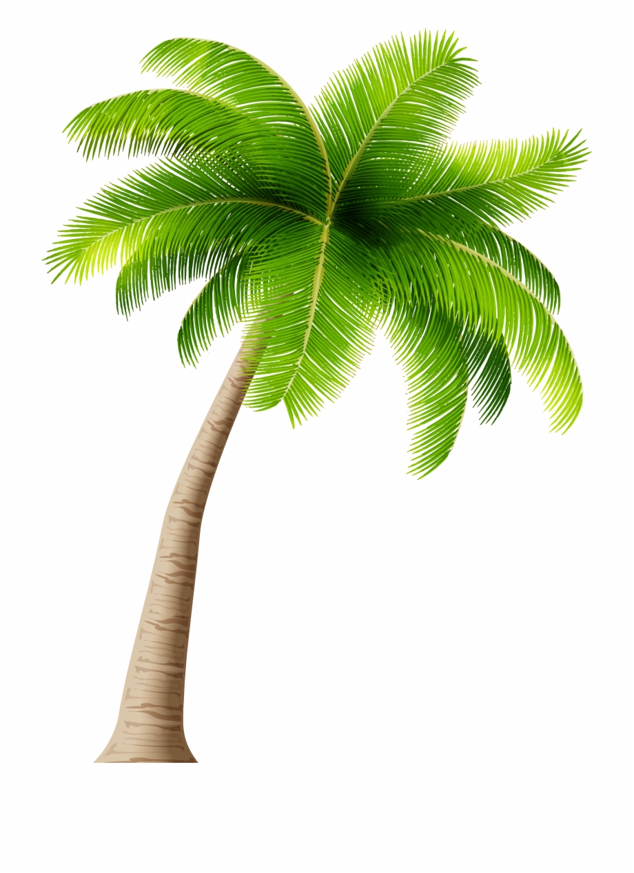 Palm Tree